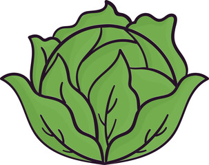 Sticker - Green Cabbage Icon in Flat Style.