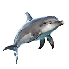 Dolphin isolated on transparent background