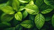© 2rogan - Extreme close up of vibrant green leaves with shallow depth of field and space for text