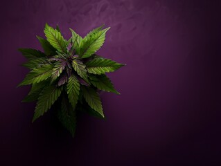 vibrant green plant rests elegantly on a rich purple backdrop, creating a striking contrast of colors.