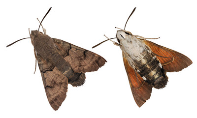 Hummingbird Hawk Moth (Macroglossum stellatarum) isolated on transparent background