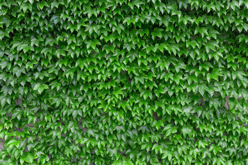 Wall Mural - Natural green ivy leaves growing on the wall or fence as vertical garden can be used for background or wallpaper. Leaves wall texture background. An ivy-covered wall. Green Ivy wall. 