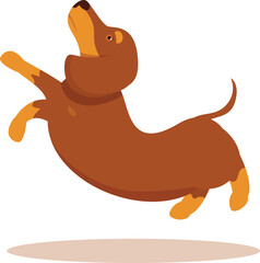 Canvas Print - Playful brown dachshund jumping and having fun