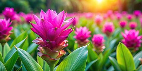 Canvas Print - Vibrant Siam tulip flower in full bloom, Siam tulip, tropical, plant, colorful, vibrant, bloom, flower, nature, garden