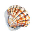 © Sachchakorn - Shell watercolor illustration isolated on transparent. Sea png file for art work.