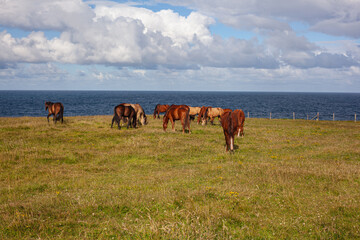 Wall Mural - horses on the meadow