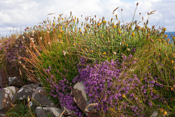 Sticker - flowers in the field