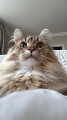 Poster - A fluffy cat sitting on top of a bed