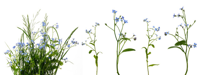 many stems with little blue flowers and leaves in bunch of meadow grass and separately on white back