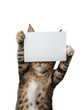 © IBEX.Media - A cute tabby kitten holding up a blank white sign with both paws, partially obscuring its face, against a white background