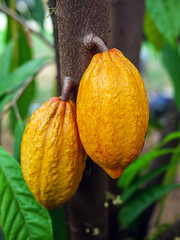 Wall Mural - Yellow Cacao pods grow on trees. Ripe cacao fruits, There are many ripe cacao fruits all over the tree. plant cocoa fruit plantation