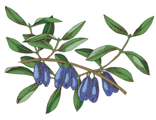 Wall Mural - Honeysuckle branch with ripe berries