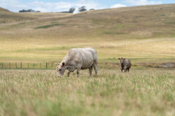 Wall Mural - beautiful cattle in Australia  eating grass, grazing on pasture. Herd of cows free range beef being regenerative raised on an agricultural farm. Sustainable farming