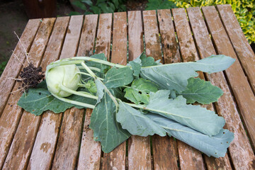 The Kohlrabi (turnip cabbage) freshly gathered in a garden, on a wooden table