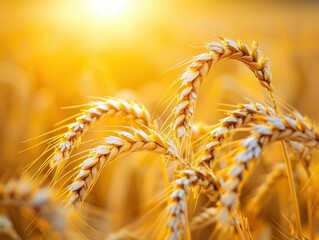 golden wheat field at sunset closeup of ripe ears warm golden hour light pastoral landscape serene rural scene natures bounty