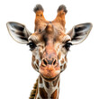 © Bisma Rajpoot - Portrait of giraffe head Isolated on white background