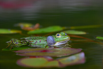 common water frog (pelophylax esculentus) calling