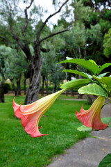 rose garden in villa gropallo nervi genova italy