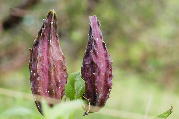 Poster - Antelope-horn plant seed pod in Texas landscape closeup against blurred background.