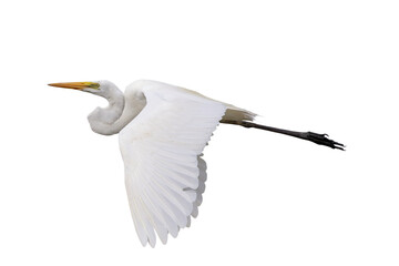 Wall Mural - Beautiful Eastern great egret flying isolated on transparent background png file