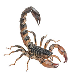 Majestic scorpion in full body, isolated transparent background