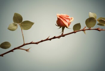 Poster - detail rose five leaf fresh collection foliage decoration spring olated leaves background green twigs small