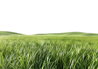 realistic grass patch for lawn and outdoor design projects isolated on transparent background.