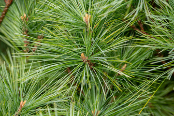 close up of pine needles