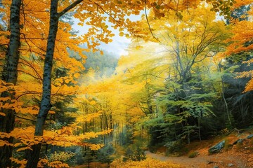 Wall Mural - Amazing two colors of autumn season in wild forest, yellow and green leaves on trees