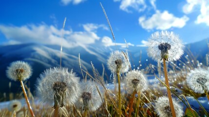 Wall Mural - dew on dandelion seeds with snowy mountains in the background and a bright blue sky generative ai