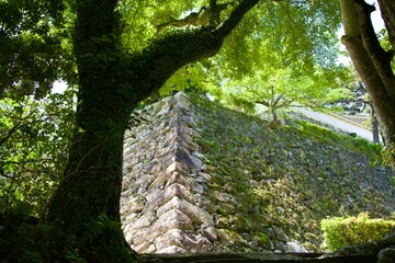 Poster - Stone walls of Kochi Castle and fresh green trees in May