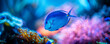 © alexandre - Blue Tang Tropical Fish  Coral Reef, underwater wallpaper background