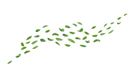 Wall Mural - green leaves flying in the air isolated on white background.