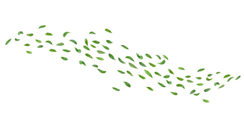 Wall Mural - green leaves flying in the air isolated on white background.