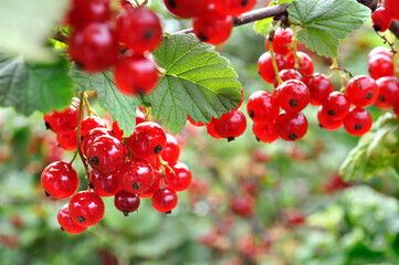 Wall Mural - close-up of ripening organic red currant branch in the garden at summer day