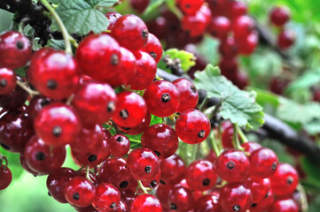 Wall Mural - close-up of ripening organic red currant branch in the garden at summer day