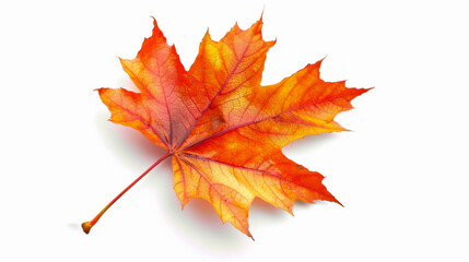 Wall Mural - vibrant autumn maple leaf isolated on white background with detailed veins and rich fall colors