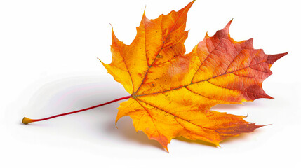 Wall Mural - vibrant autumn maple leaf with yellow and red colors isolated on white background