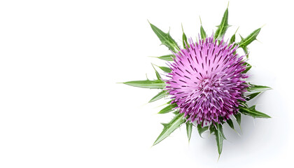 Canvas Print - milk thistle flower isolated on white background. Top view