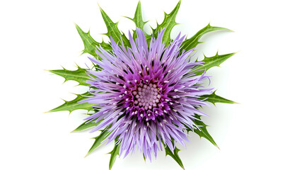 Wall Mural - milk thistle flower isolated on white background. Top view