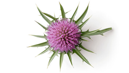 Wall Mural - milk thistle flower isolated on white background. Top view