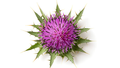 Wall Mural - milk thistle flower isolated on white background. Top view