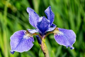 Wall Mural - Iris sibirica 'Ego' a summer flowering plant with a blue purple summertime flower commonly known as Siberian Iris, stock photo gardening image