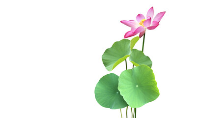 Wall Mural - Isolated waterlily or lotus plant on white background with clipping paths.