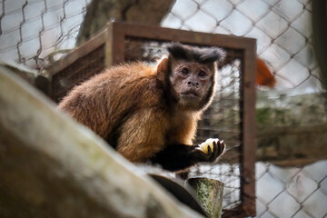 Amazonian mokeys on tree, brown capucin