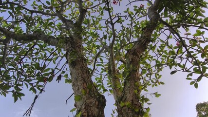 Wall Mural - Under blue skies, a frangipani tree is captured in a low-angle pan-up. 4K