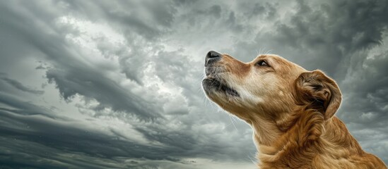 Poster - Big dog with an open mouth looks away against a cloudy sky in the copy space image.