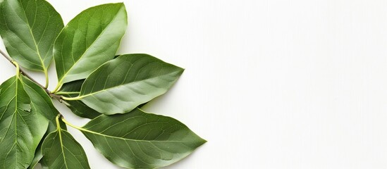 Aufkleber - Bay leaves with copy space image on a white background