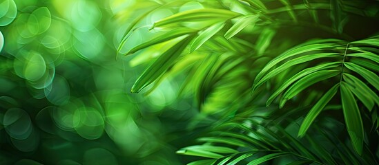 Poster - Abstract blurry green background with copy space image.