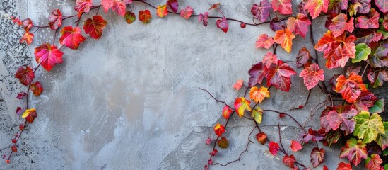 Poster - Fall foliage with vivid colors on vines growing on a wall, perfect as a nature-themed copy space image.